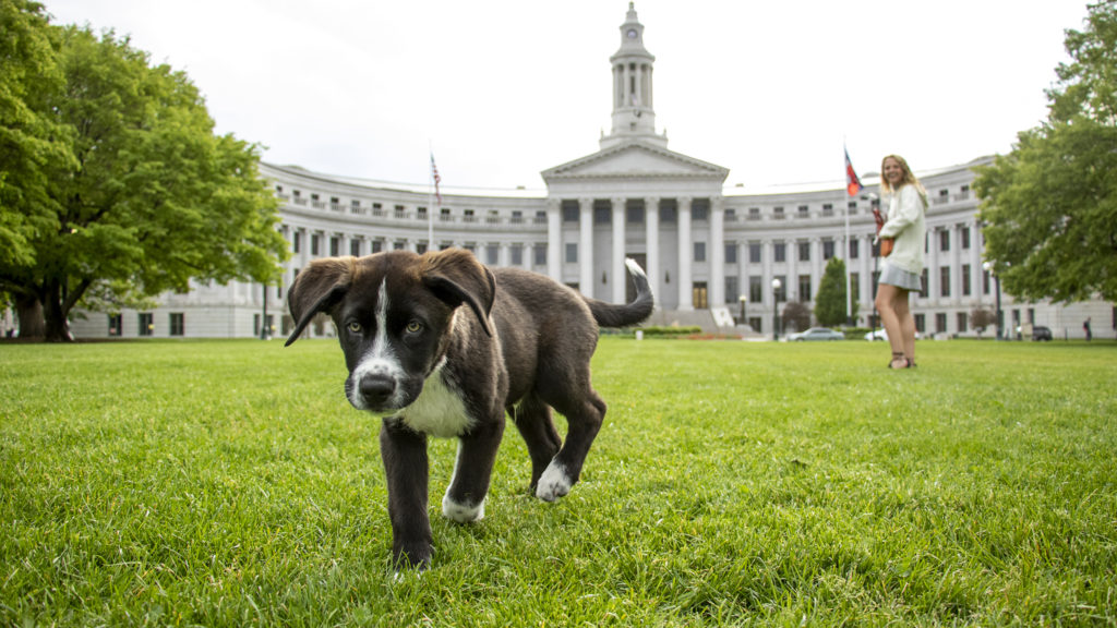 Newly-adopted Archer and his human, Marlena Sacks, frolic in Civic Center Park. May 31, 2019. (Kevin J. Beaty/Denverite)