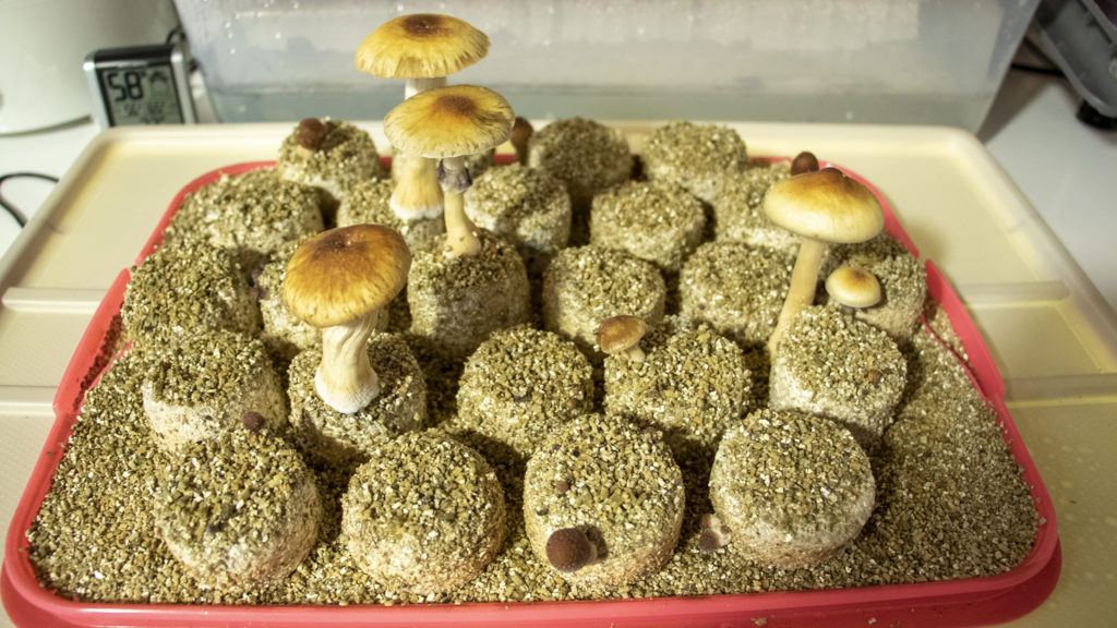 Psilocybin mushroom cultivation, May 29, 2019. (Kevin J. Beaty/Denverite)