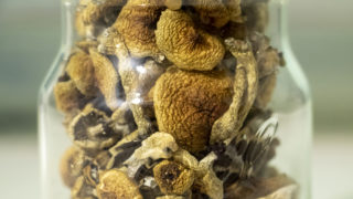 Dried psilocybin mushrooms, May 29, 2019. (Kevin J. Beaty/Denverite)