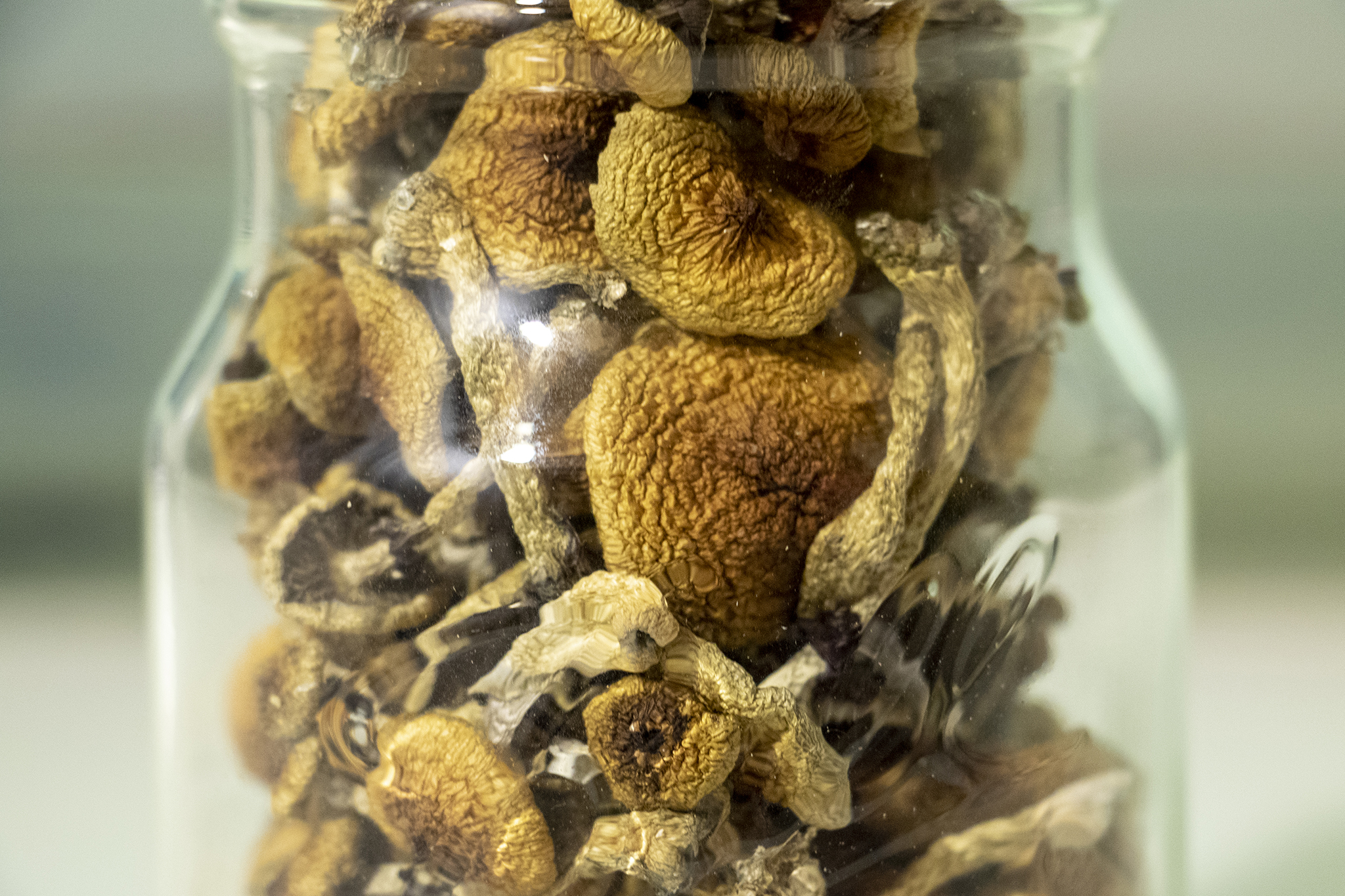 Oakland 2nd U.S. city after Denver to decriminalize magic mushrooms Denverite, the