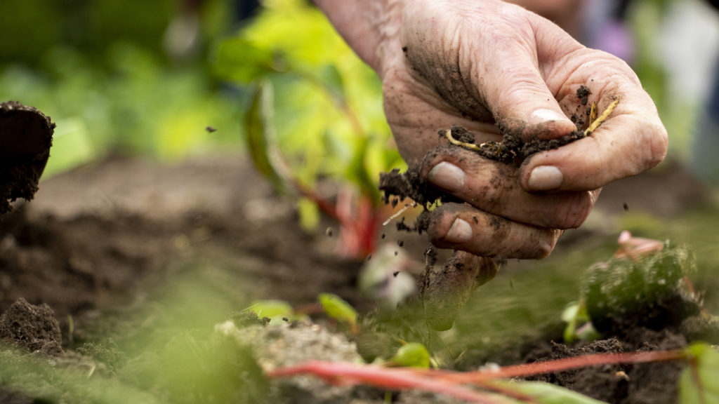 Nancy Cole picks weeds as Grow Local Colorado and the Returned Peace Corps Volunteers of Colorado plant vegetables in Civic Center Park, May 30, 2019. (Kevin J. Beaty/Denverite)