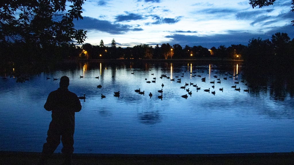 A USDA biologist watches Canada geese float on Ferril Lake at City Park, July 1, 2019. (Kevin J. Beaty/Denverite)