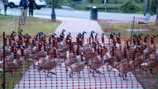 USDA biologists herd Canada geese into an enclosure to be culled from City Park, July 1, 2019. (Kevin J. Beaty/Denverite)