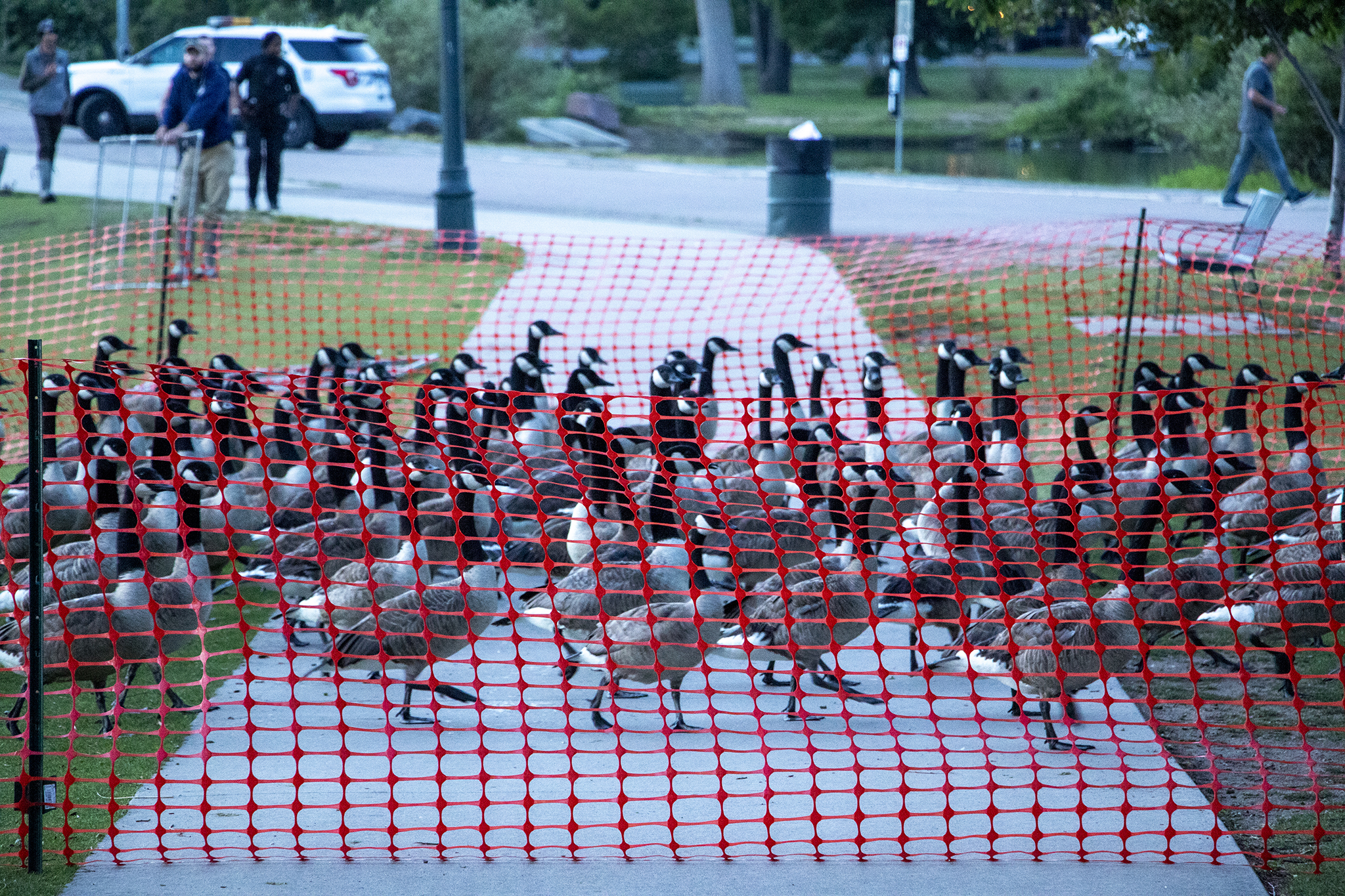 Wildlife authorities kill over 100 geese at Sloan’s Lake as culling enters its second year in Denver Wildlife authorities kill over 100 geese at Sloan’s Lake as culling enters its second year in Denver
