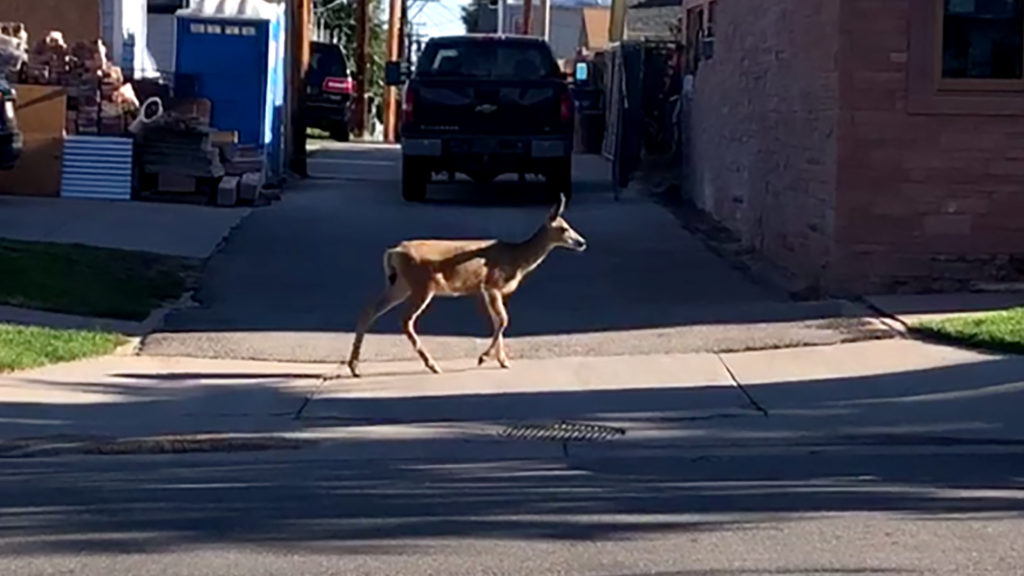 A deer hangs out near 24th Avenue and Clarkson Street, July 14, 2019. (David Sachs/Denverite)