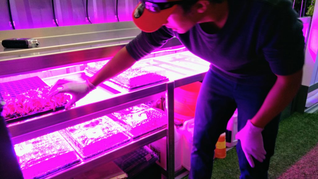 Metro Caring urban farming intern Wilber Portillo. (Donna Bryson/Denverite)