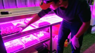 Metro Caring urban farming intern Wilber Portillo. (Donna Bryson/Denverite)