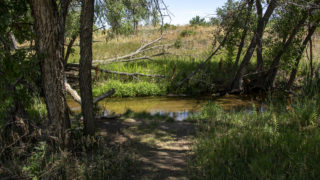 Denver's First Creek Open Space, which connects to the First Creek Natural Playground via trails, in Denver's DIA neighborhood. Aug. 1, 2019. (Kevin J. Beaty/Denverite)