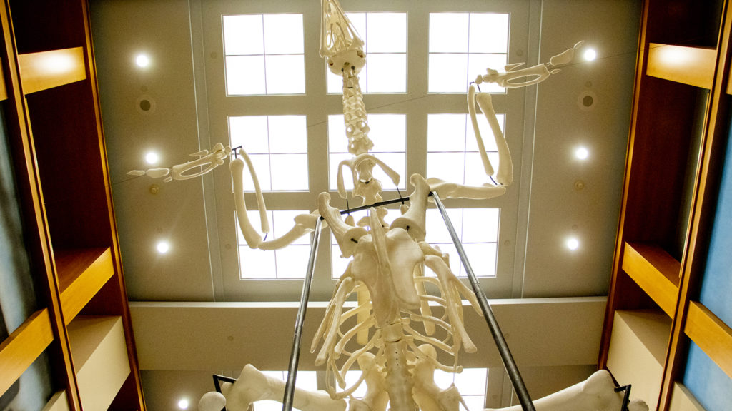 Andreas Greiner's enormous Ross 308 chicken installed inside the main hall of the Denver Public Library's main branch downtown, Sept. 12, 2019. (Kevin J. Beaty/Denverite)