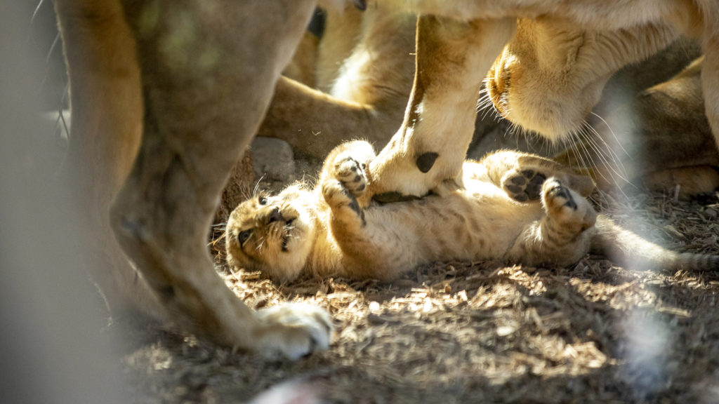 Denver Zoo's new and yet-unnamed baby lion is revealed to the public. Sept. 18, 2019. (Kevin J. Beaty/Denverite)