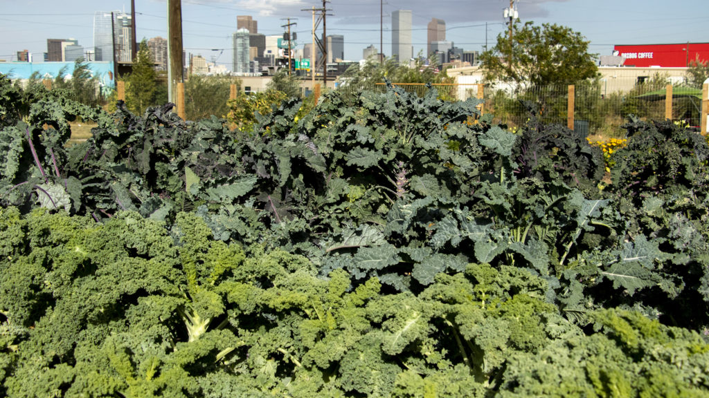 Kale grows in Denver Urban Gardens' Fairview School Community Garden in Sun Valley. Sept. 27, 2019.