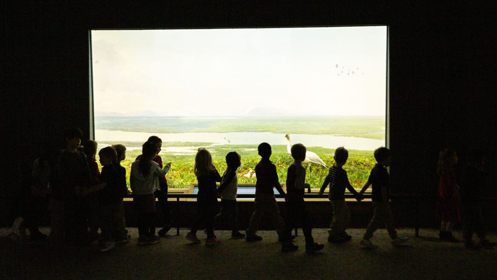 Kids from Primrose School at Lowry tour a diorama hall at the Denver Museum of Nature and Science. Oct. 22, 2019. (Kevin J. Beaty/Denverite)