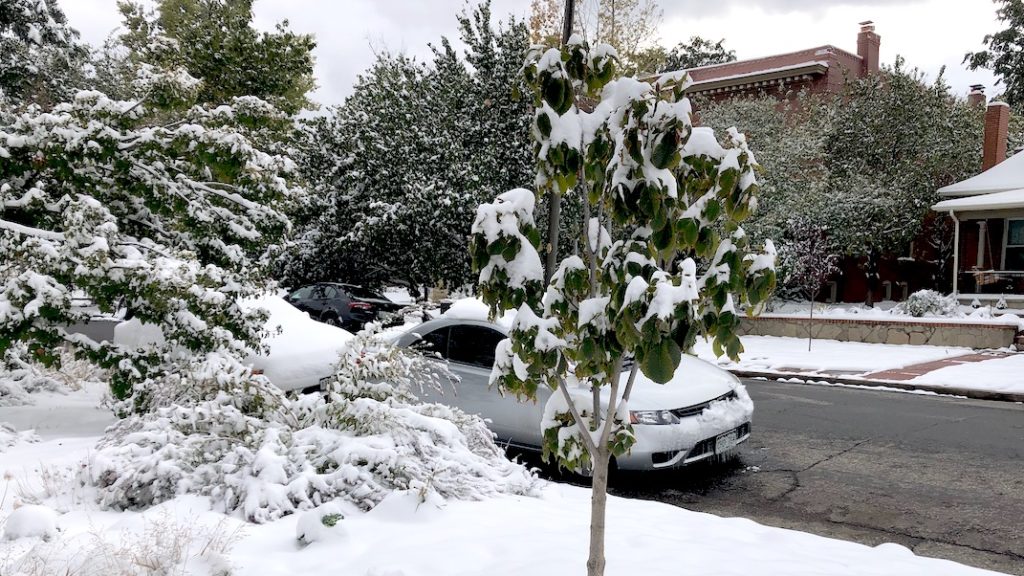 A sapling after a fall snowstorm, Oct. 10, 2019. (David Sachs/Denverite)