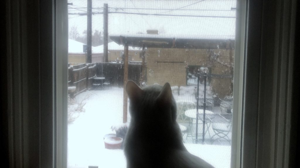 So many flakes to stare at. (David Sachs/Denverite)