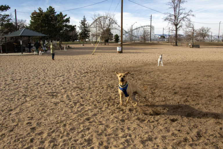 Denver has more dogs than children, and everything else we learned