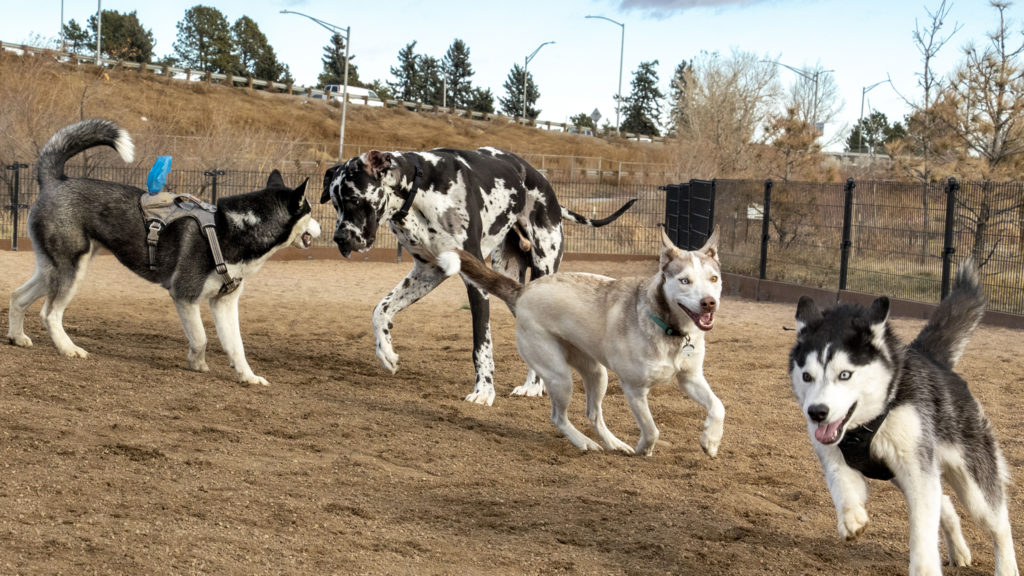 Denver has more dogs than children, and everything else we learned