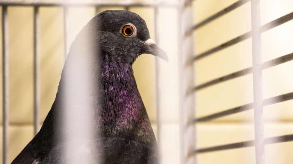 Feather McFeatherson poses for a portrait inside his cage at the Denver Animal Shelter, Jan. 10, 2020. (Kevin J. Beaty/Denverite)