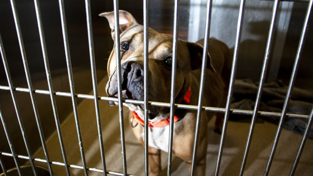 Cindy the pit bull is set to be transferred out of the Denver Animal Shelter, Jan. 17, 2020. (Kevin J. Beaty/Denverite)