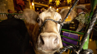 Prize steer Olaf makes his grand appearance at the Brown Palace Hotel, Jan. 24, 2020. (Kevin J. Beaty/Denverite)