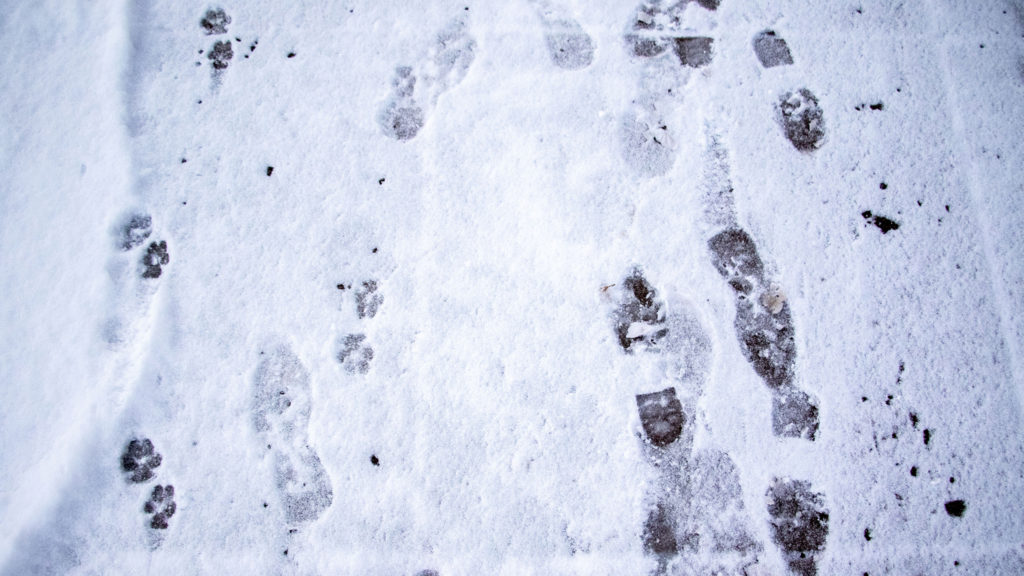 Signs of life in the snow, Feb. 4, 2020. (Kevin J. Beaty/Denverite)