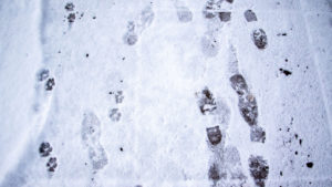 Signs of life in the snow, Feb. 4, 2020. (Kevin J. Beaty/Denverite)