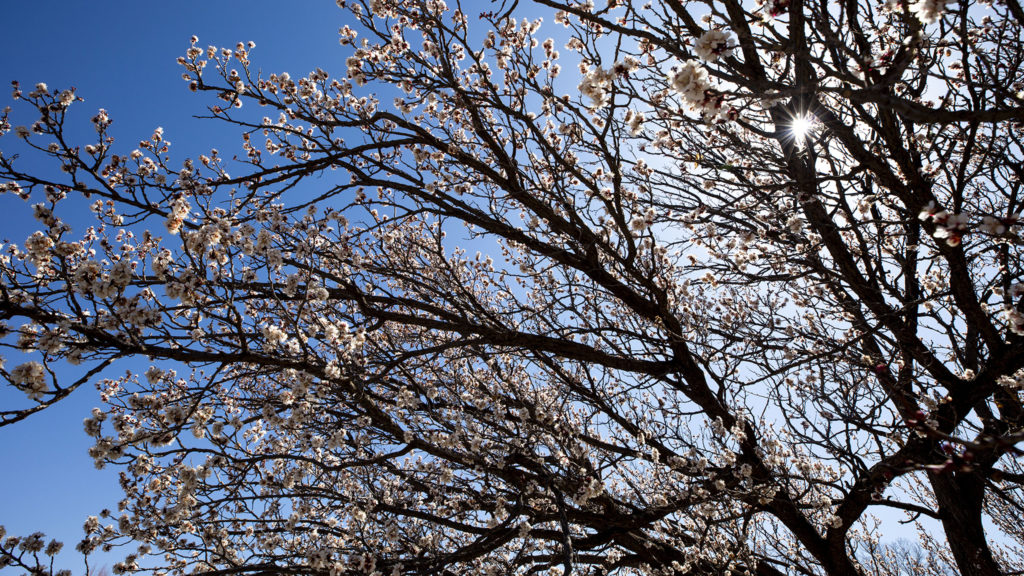 An apricot tree in bloom at the Denver Botanic Gardens, April 7, 2020. (Kevin J. Beaty/Denverite)