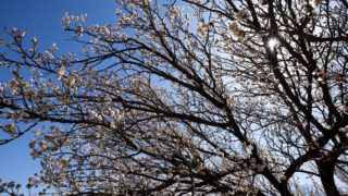 An apricot tree in bloom at the Denver Botanic Gardens, April 7, 2020. (Kevin J. Beaty/Denverite)