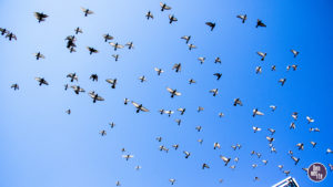 Birds, y'all. Birds. Sept. 13, 2019. (Kevin J. Beaty/Denverite)