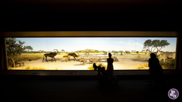 A diorama inside the Botswana hall at the Denver Museum of Nature and Science. Oct. 22, 2019. (Kevin J. Beaty/Denverite)