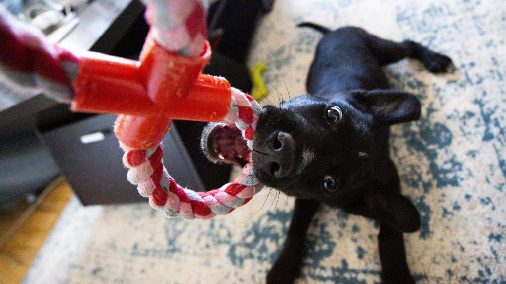 A puppy named Machiavelli bares his little gremlin teeth. April 22, 2020. (Kevin J. Beaty/Denverite)
