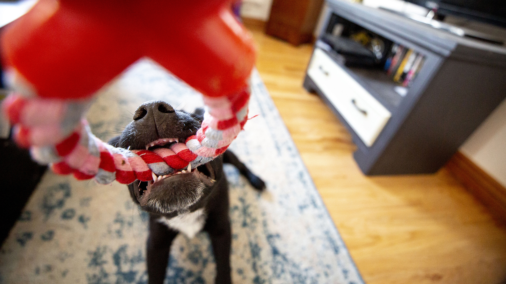 Denver may ban puppy, kitten and rabbit sales at pet stores