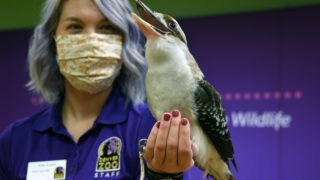 The call of Adelaide the kookaburra lasts nearly a full minute. She came to the zoo as a hatchling 16 years ago. Zookeeper Katie Krantz holds her. April 19, 2020. (Sonya Doctorian for Denverite)