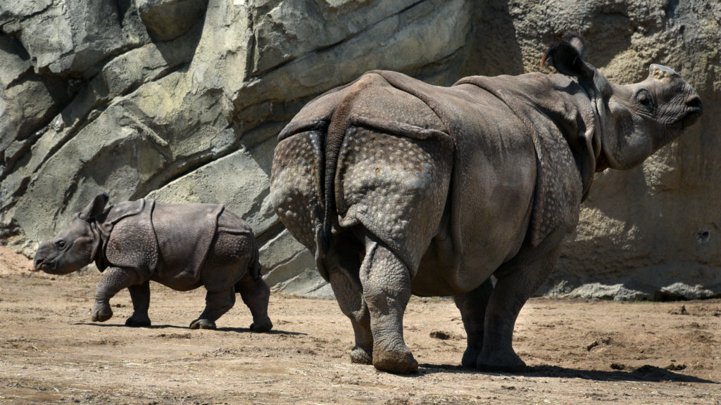 The 2-month old Indian rhinoceros calf was named Joona this week by online voters who donated a dollar per vote to the Denver Zoo. “Joona,” which means "joyful" or "treasure" in Nepalese culture, won handily. The naming contest raised $39,000. As promised, the zoo will donate $5,000 to the International Rhino Foundation to help rhinos in the wild. April 19, 2020. (Sonya Doctorian for Denverite)