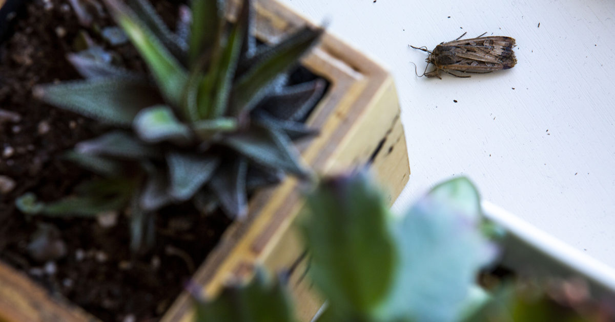 When will this moth horror movie end? And how can we survive? Flipboard