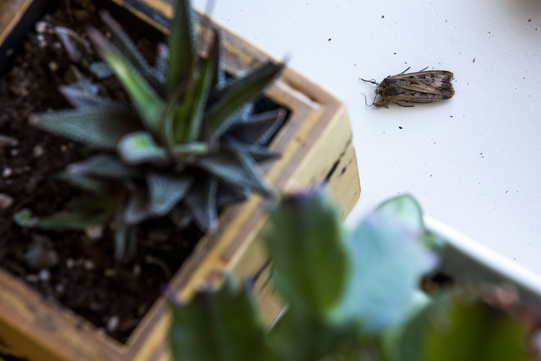 When will this moth horror movie end? And how can we survive? Denverite, the Denver site!