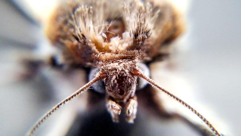 A dead miller moth. May 20, 2020. (Kevin J. Beaty/Denverite)