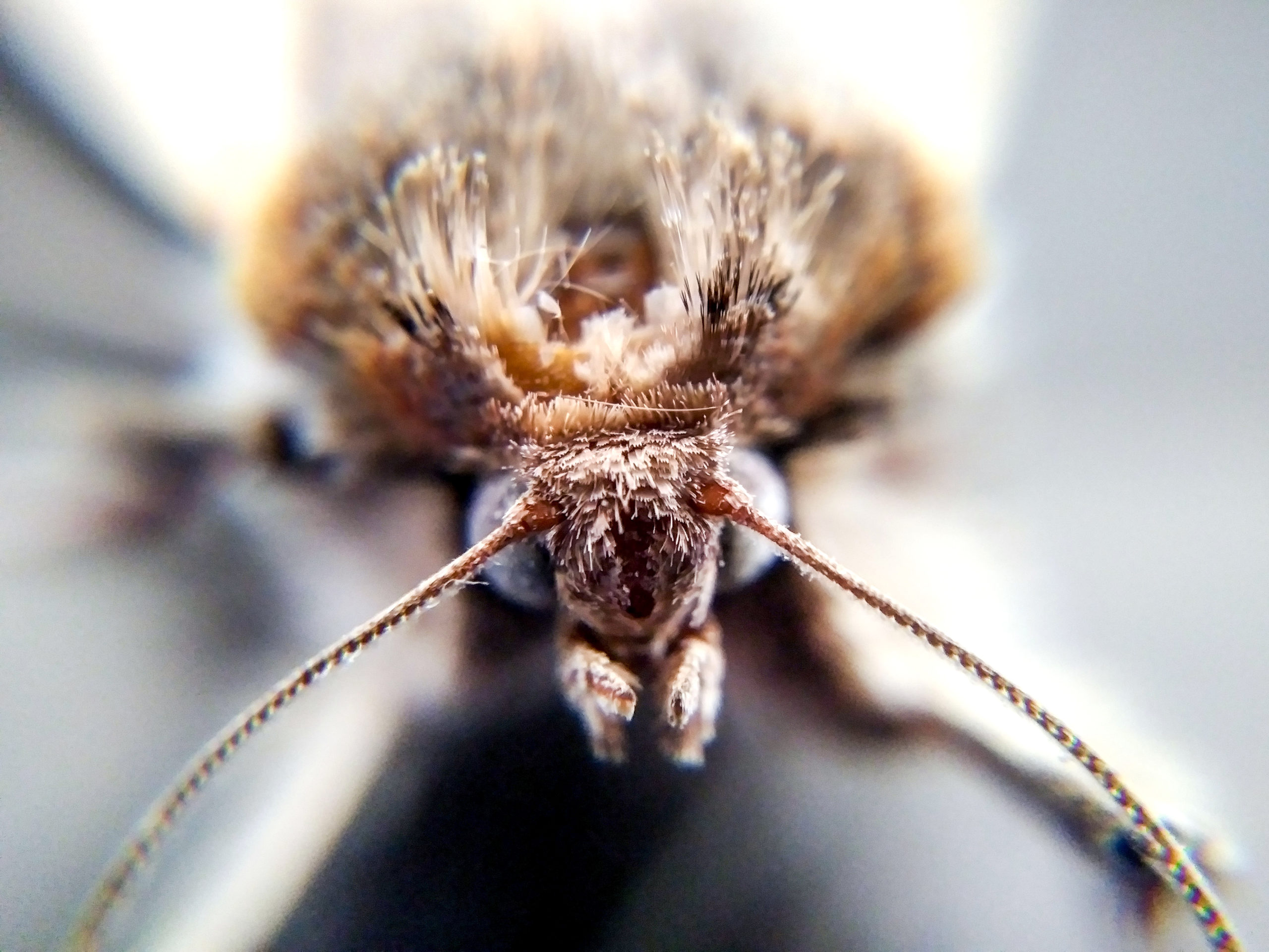 Colorado, moths have you surrounded. Here's what to know. Denverite