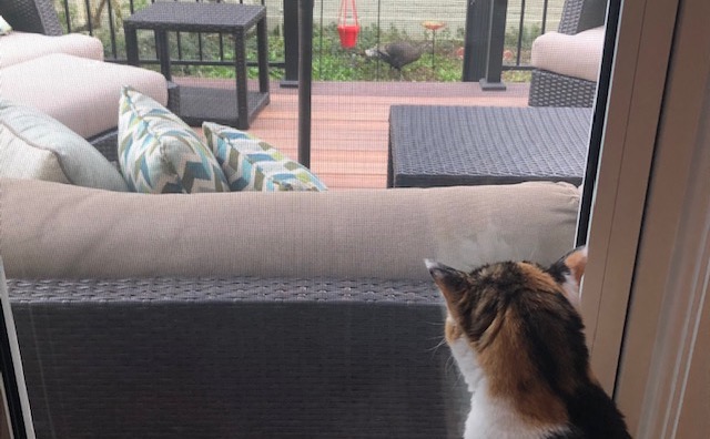 Lovey the cat spots a wild turkey from her human's home in West Highland. (Courtesy of Kathryn White)