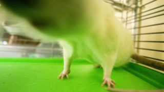 Ratticus Finch is available for adoption at the Denver Animal Shelter. July 10, 2020.