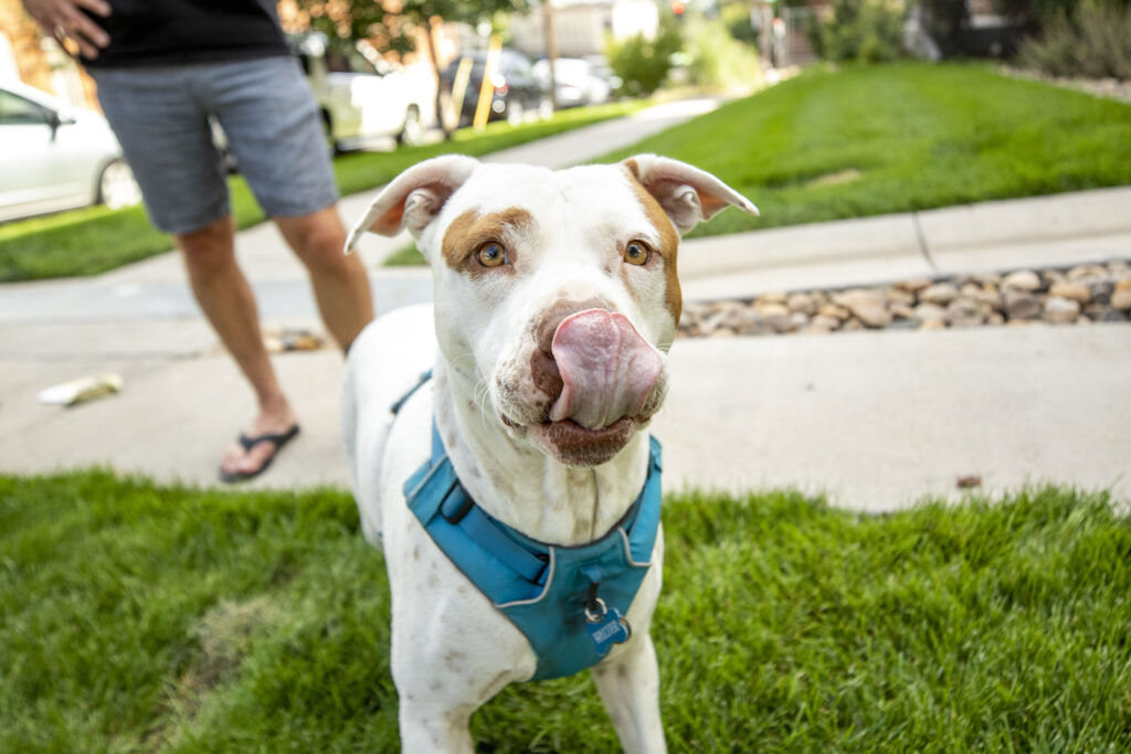 Pit-bull ban proponent says Denver paper threatened to pull