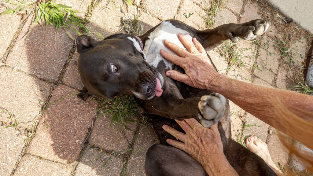 Carmen, the pit bull/lab mix, lives in Golden with her human, Barbara Bronon, where she doesn't worry much about Denver's breed restrictions. Aug. 12, 2020.