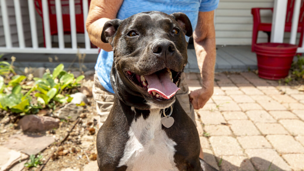 Carmen, the pit bull/lab mix, lives in Golden with her human, Barbara Bronon, where she doesn't worry much about Denver's breed restrictions. Aug. 12, 2020.