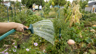 Michelle Cyr waters her expansive plot at the El Oasis community garden in Denver's Highland neighborhood. Sept. 25, 2020.