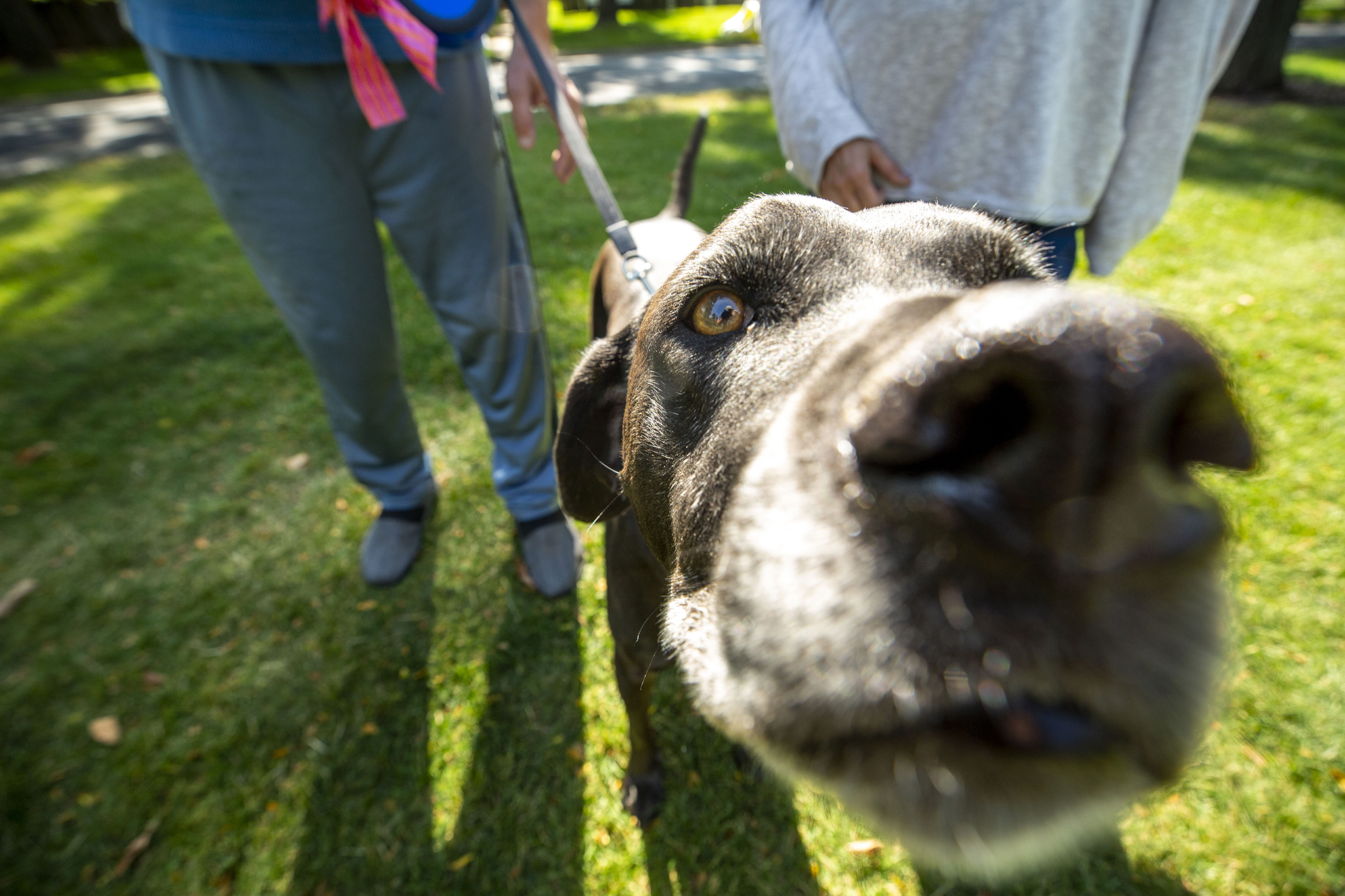 Vanishing dog poop trashcans are a sign of things to come for Denver's