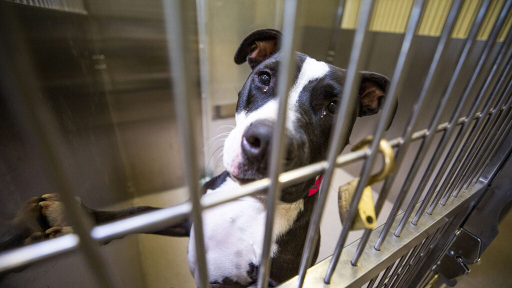 An unnamed dog is up for a breed evaluation at the Denver Animal Shelter. Dec. 8, 2020.