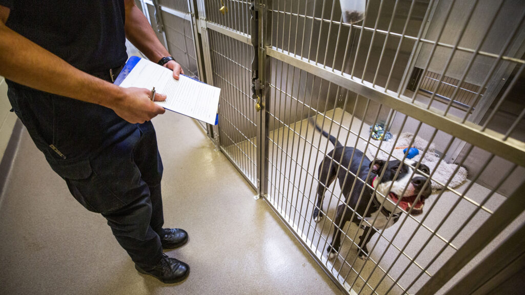 Denver Animal Protection Sgt. Avery Borden evaluates the breed of this yet-unnamed dog. Dec. 8, 2020.