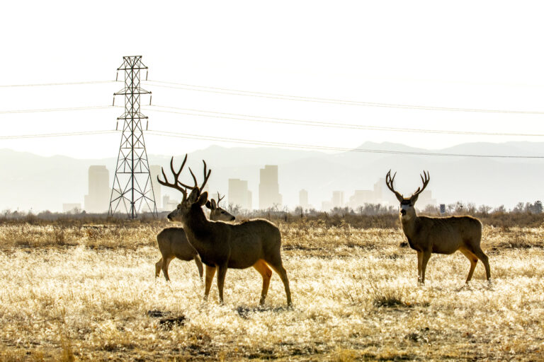 Free things to do in Denver (or nearby) Denverite, the Denver site!