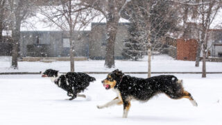 Zoey (left) and Bailey race back to their human, Maggie Siple, on a snowy day in Rosedale park. Jan. 26, 2021.