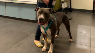 Gumdrop with his new family. Photo courtesy of Denver Animal Shelter.