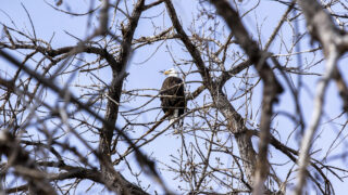 A bald eagle hangs out in a tree during Barr Lake State Park's 9th annual eagle festival. Feb. 6, 2021.